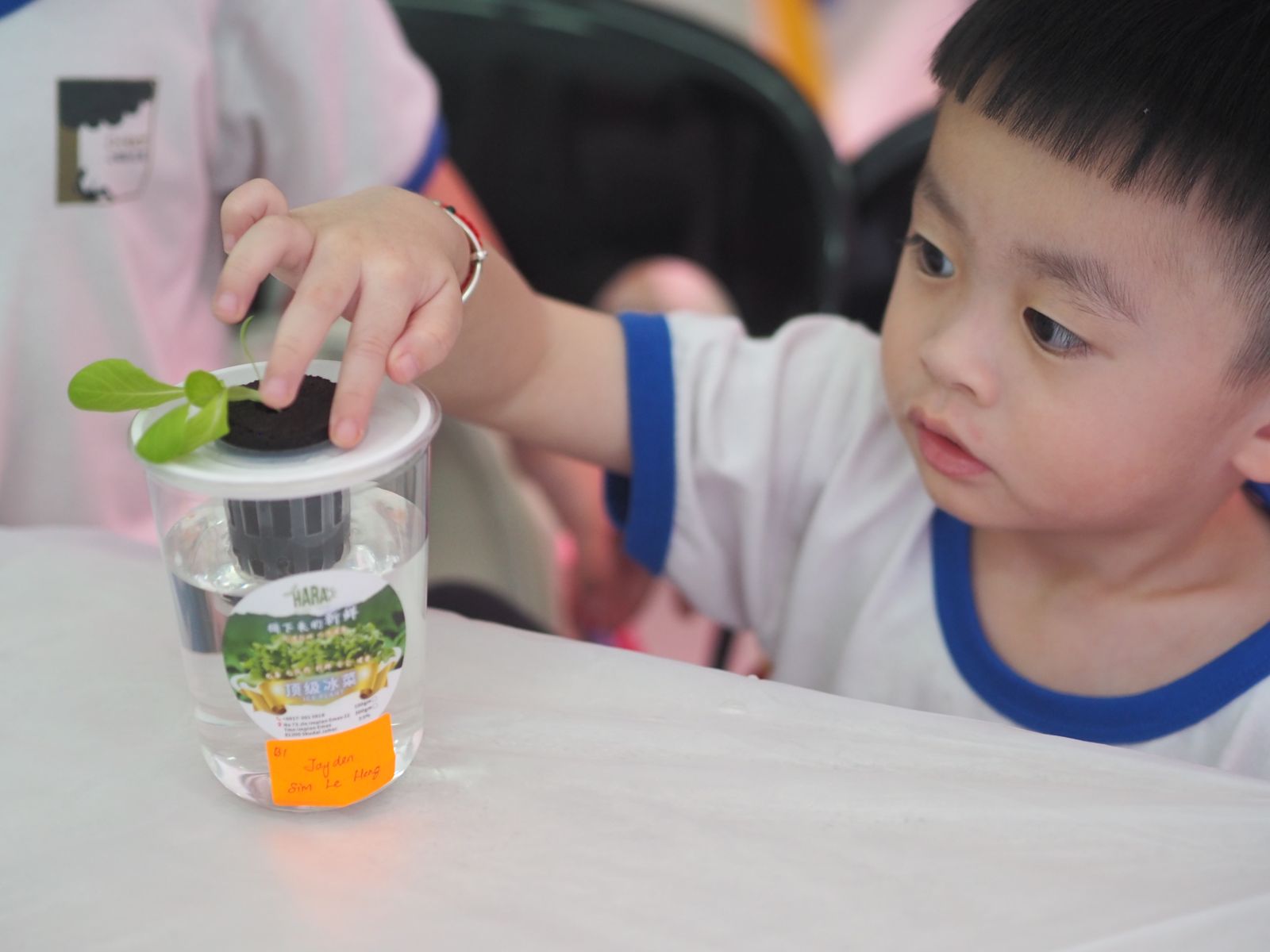 小男孩把手放在种着幼苗的杯子上