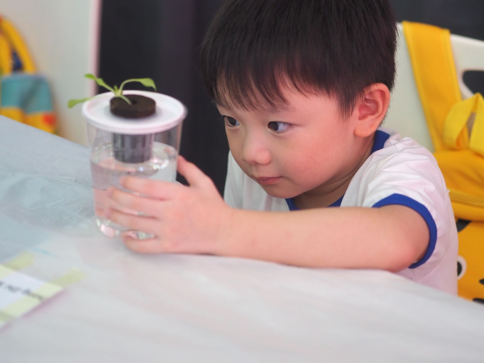 小男孩专心观察杯子里的小幼苗